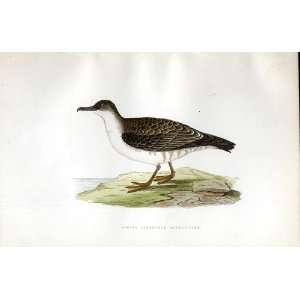  Artic Cinerous Shearwater Bree H/C 1875 Birds Europe