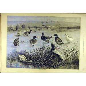    1883 Ugly Brush Fox Ducks Hunting Wain Sport Print
