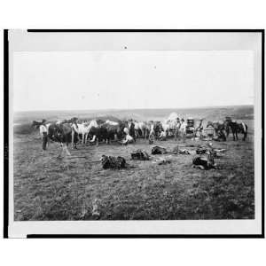 Cowboys hobbling horses 1906,horse herding