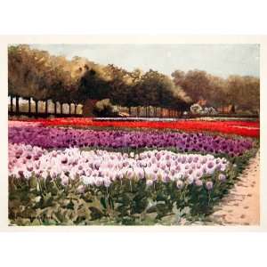  1912 Color Print Tulip Bulb Farm Dutch Holland Garden 