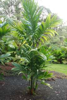   triandra RARE Bamboo Stem Palm Tree Fast Grow Indoor Outdoor  
