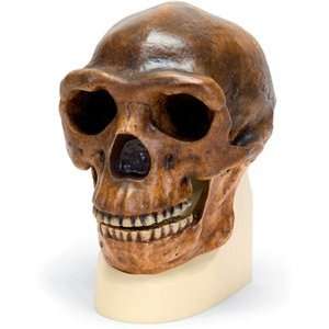 3B Scientific VP750/1 Sinanthropus Anthropological Skull Model, 8.3 x 