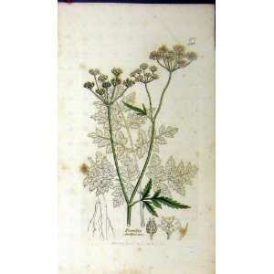  1801 Sowerby Botanical Print Torilis Anthriscus Grass 