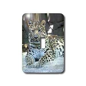  Wild animals   Leopard   Light Switch Covers   single 