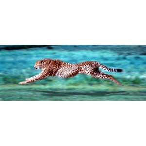  Cheetah Running 12 X 36 Poster