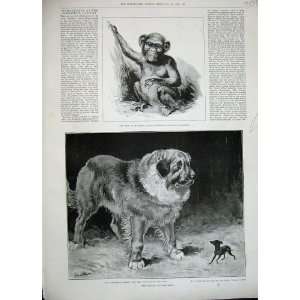  1889 Chimpanzee Zoological Kennel Club Dog Show Bernard 