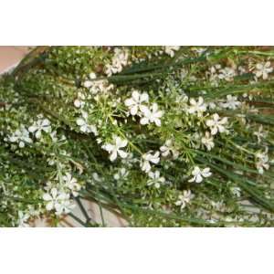  White Filler for Flower Arranging