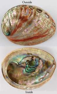 this small red streaked iridescent shell is great for burning cone or 