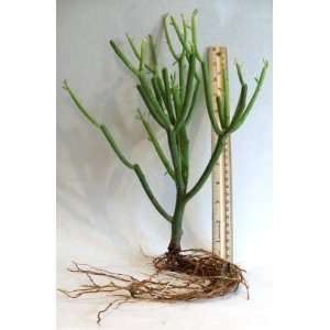  Pencil Cactus (Live Bareroot Plant) Patio, Lawn & Garden