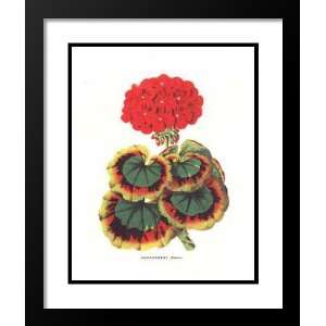   Van Houtte Framed and Double Matted Print 29x35 Geranium (Red) Home