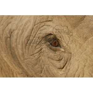 Picture of Elephant Eye 