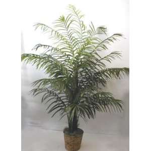  7 1/2 DOUBLE King Areca Palm