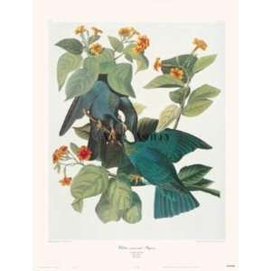  White Crowned Pigeon (Canv)    Print