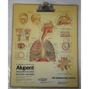  Vintage Anatomical Respiratory System Clipbard By Alupent 