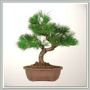  Nursery Direct Japanese Black Pine Bonsai Tree II Patio 