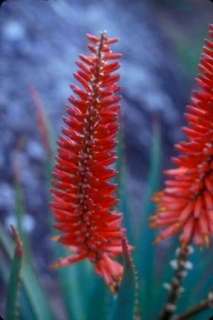 10 Aloe pluridens   French Aloe Seeds – SA Succulent  