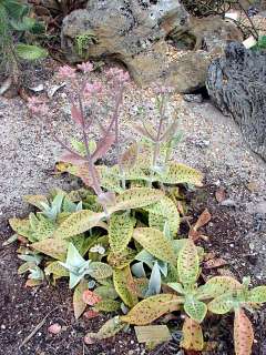 Kalanchoe Gastonis rare succulent plant cactus cacti 4  