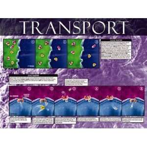  Active And Passive Transport   Poster (24x18)