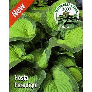   Paradigm Hosta   NEW   HOSTA OF THE YEAR 2007 Patio, Lawn & Garden