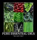 sandalwood essential oil  