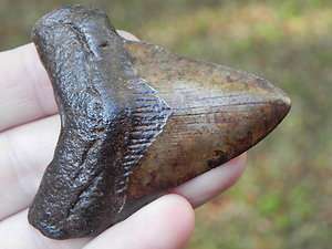 Megalodon fossil Shark Tooth Teeth ASHEPOO RIVER FIND   