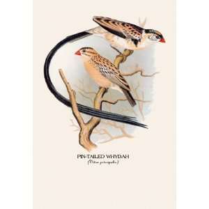 Pin Tailed Whydah 20x30 Poster Paper 