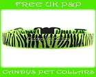   *Bright Green Tiger Print Chihuahua Puppy Dog Collar 10 FREE UK P&P