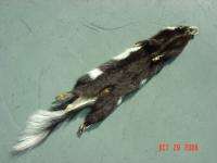 Civet Oregon pelt w/ft. fur tanned skin spotted skunk  