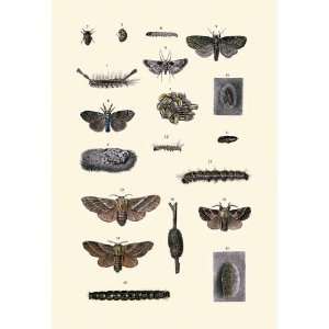 Insect Study #7 20x30 poster