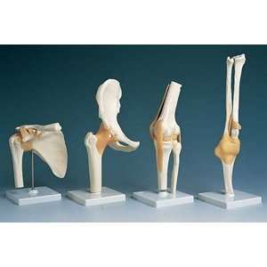 Anatomical Models   Elbow