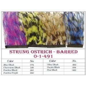  Strung Ostrich Feather Barred