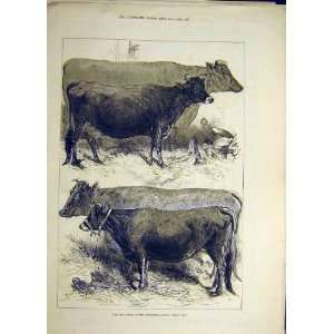 1876 Dairy Show Agricultural Cows Cattle Print Animal 
