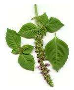 tulsi Ocimum tenuiflorum holy basil 100 seeds tulsi tea herb sacred 