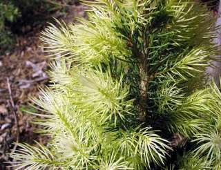 Dwarf Daisy White Alberta Spruce   Picea glauca   Potted   Bonsai or 