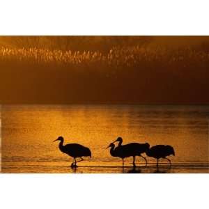 Panoramic Wall Decals   Bosque Del Apache Walk Of The S, hill Cranes 