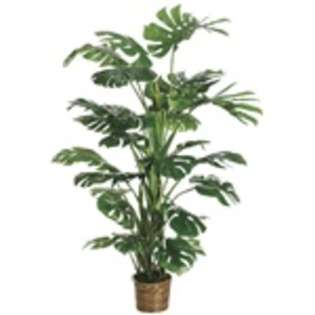   Discount Stores 6 Giant Split Philodendron Plant w/28 Lvs. in Basket