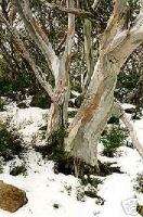 SNOW GUM (Eucalyptus pauciflora) 150 seeds  