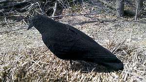    Flocker 3/4 Body Crow Decoy by Boondock Outdoors   **SIX DECOYS