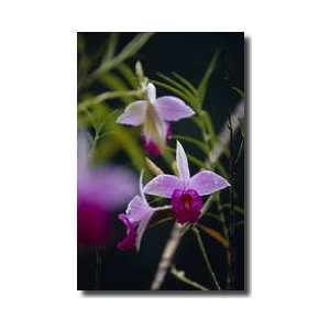  Cattleya Orchid Kandy Sri Lanka Giclee Print