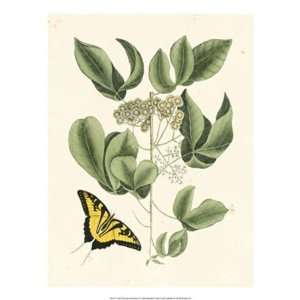  Catesby Butterfly and Botanical II   Poster by Mark Catesby 