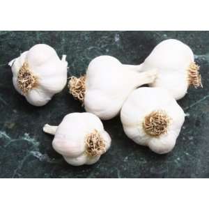 Garlic Bulbs   Nootka Rose Softneck Silver Skin  Grocery 