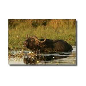 African Buffalo In Deep Water Botswana Giclee Print 