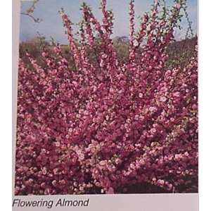  Flowering Almond 2 foot BRANCHED Bareroot Patio, Lawn 