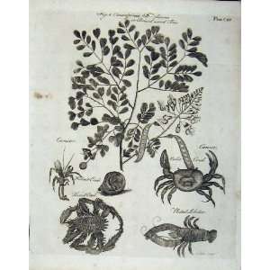  Britannica 1801 Nature Crab Lobster Plant