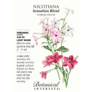 Nicotiana (Tobacco Plant) Sensation Blend Seeds