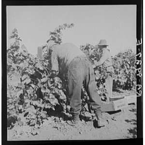  Grapes,Lamont,Kern County,CA,California,Lithuania,1936 