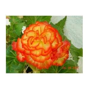  Ruffled Fire Begonia Seed Pack Patio, Lawn & Garden