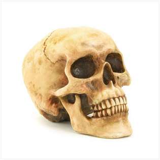 SWM 36245 Grinning Realistic Replica Human Skull Home Statue at  