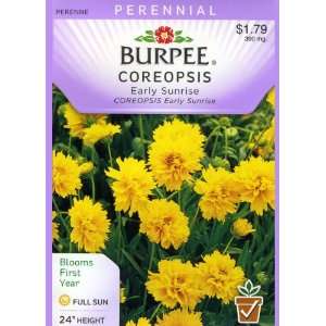  Burpee 43620 Coreopsis Early Sunrise Seed Packet Patio 