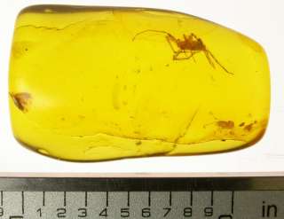 Great large fossil spider inclusion in Baltic amber  